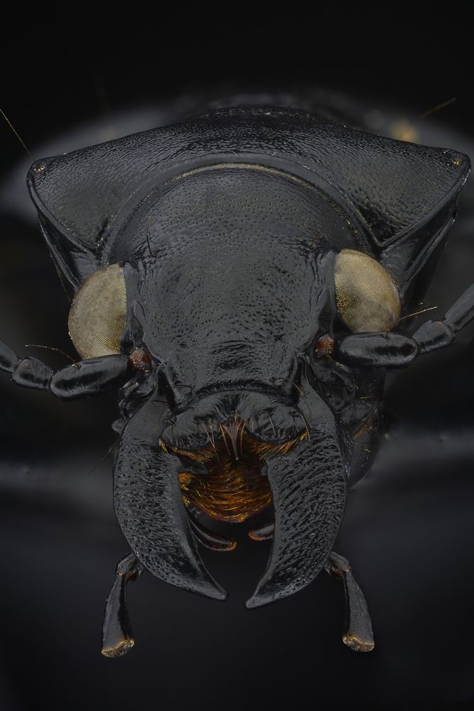 Photograph by Amgad ELSHAMY