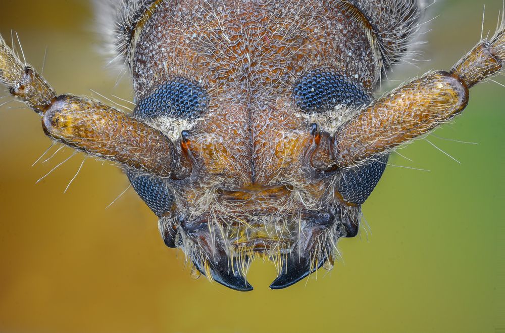 Photograph by Amgad ELSHAMY