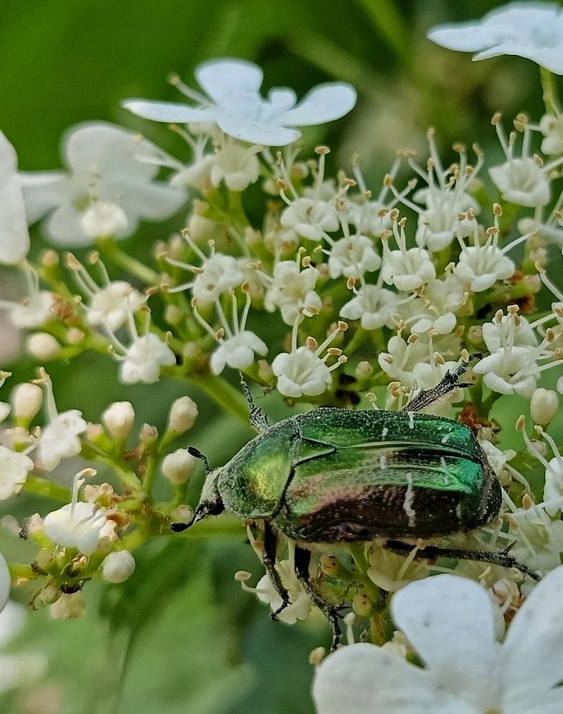 Золотистая бронзовка (Cetonia aurata).