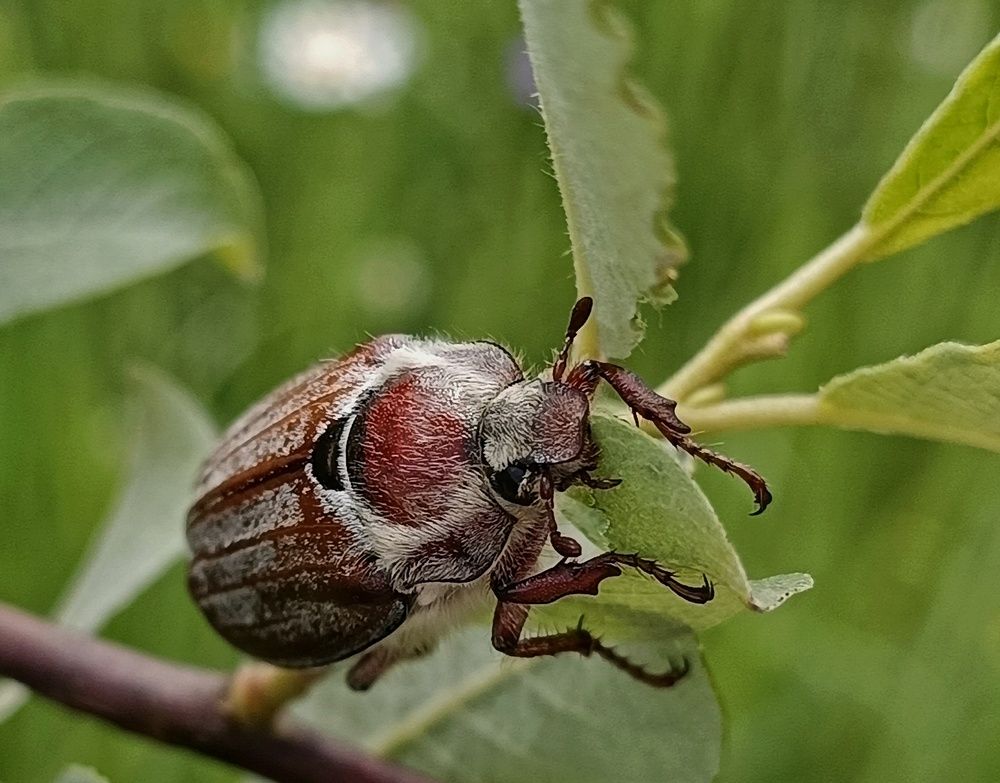 Майский жук восточный (Melolontha hippocastani).