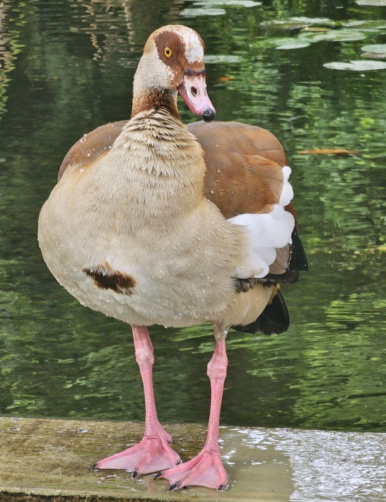 Photograph by Oksana Podgorodetska