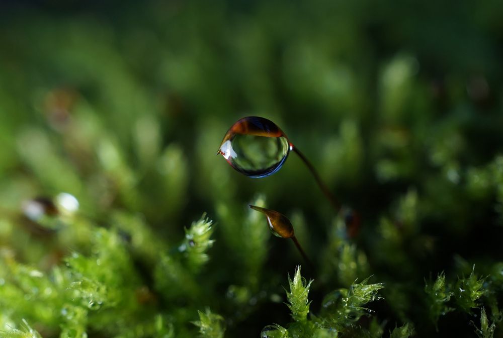 Photograph by Лена Максимкина