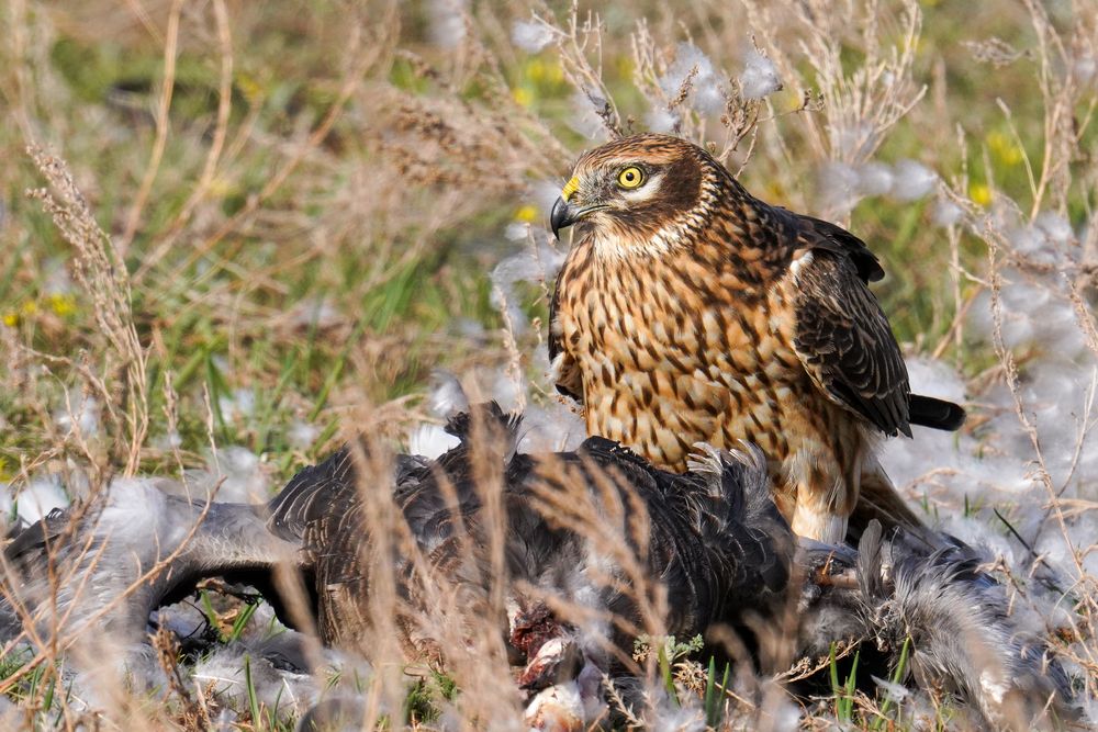 Photograph by Андрей Черкасов