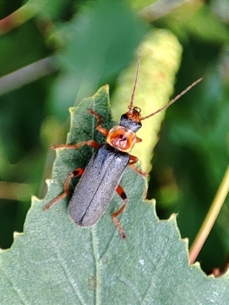 Photograph by Лолита Богачева
