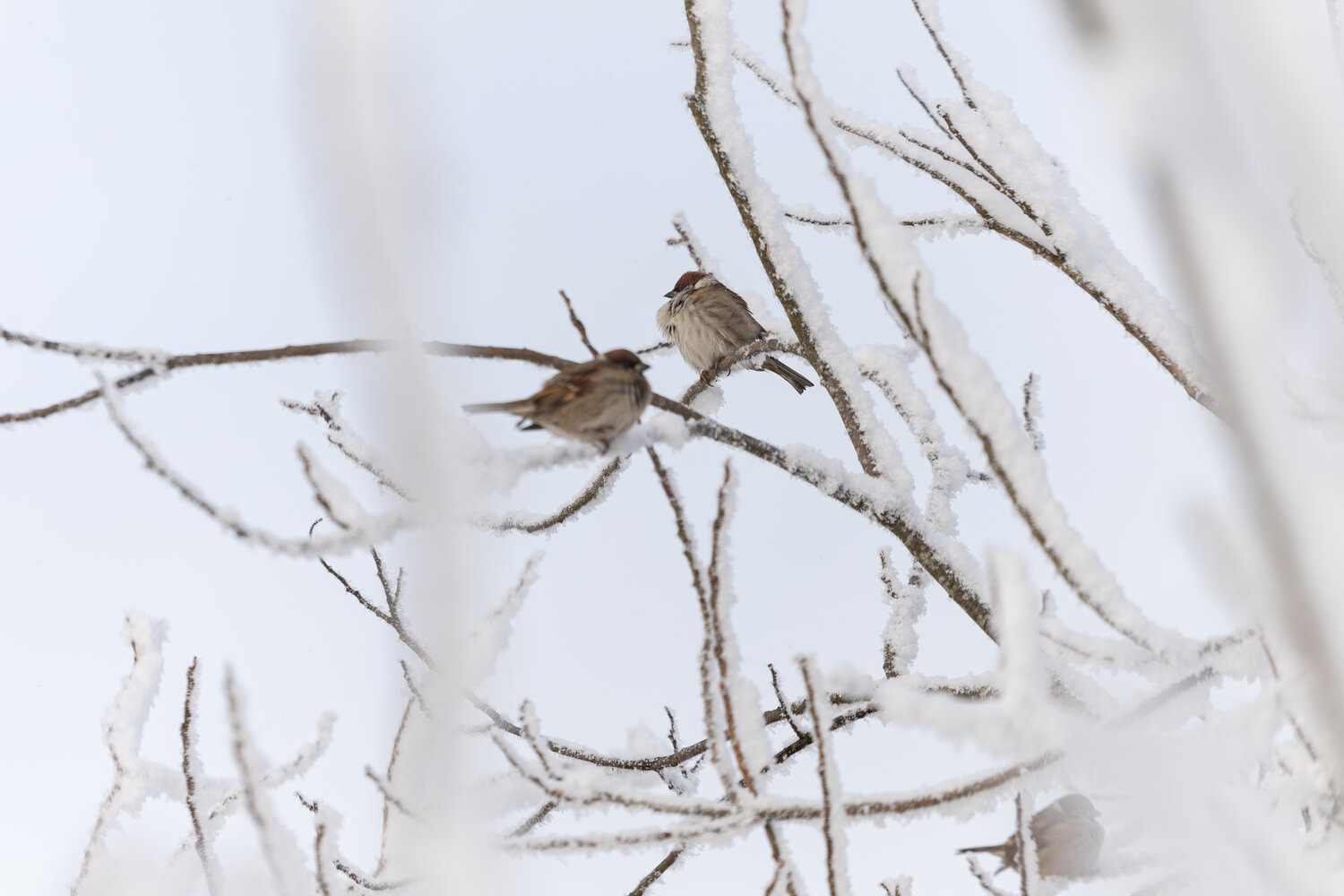 Photo #13215314