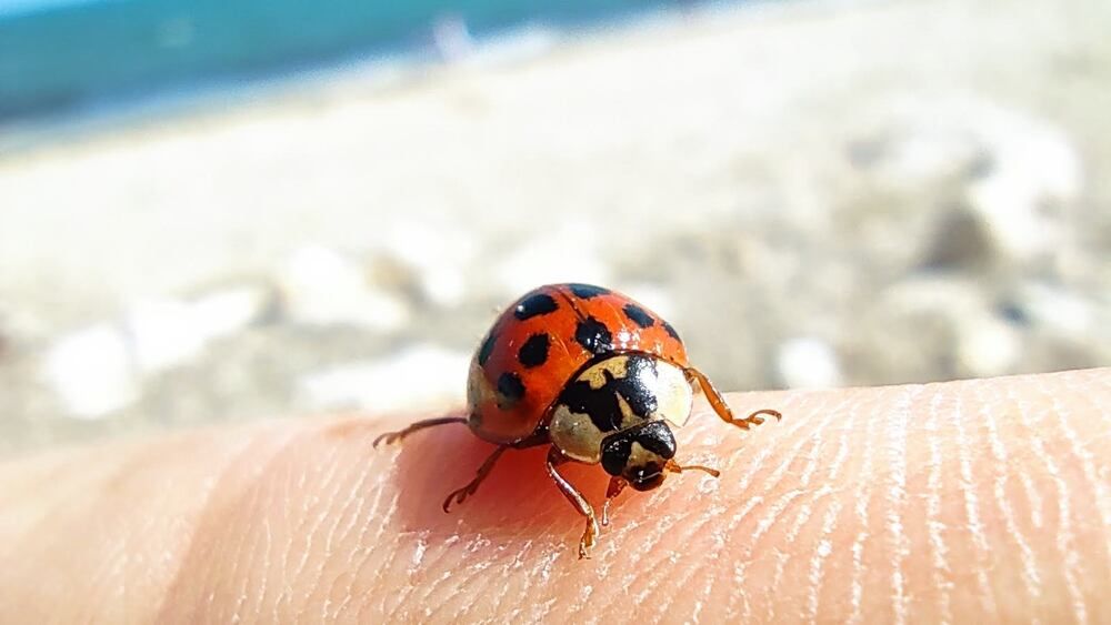 Photograph by Mirela Tortumanova