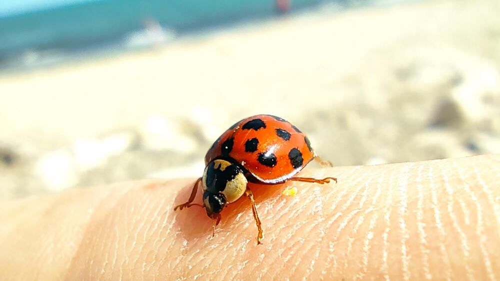 Photograph by Mirela Tortumanova