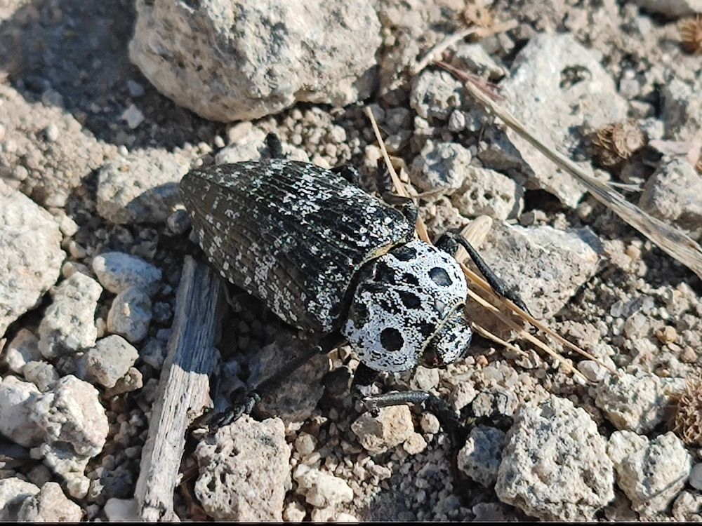 Photograph by Mirela Tortumanova