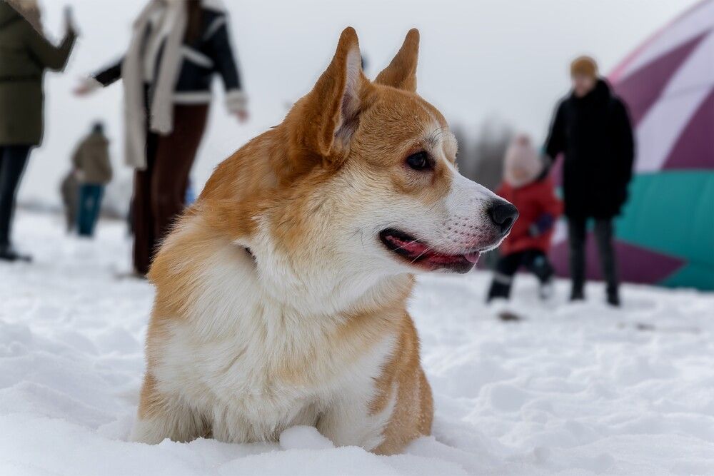 Photograph by Александр Порохов