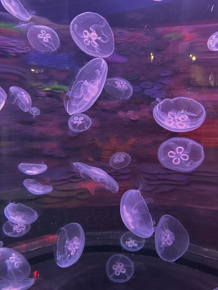 Фотография автора Меруерт Айманова