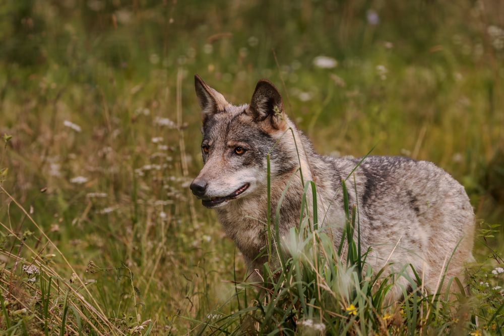 Хозяин леса