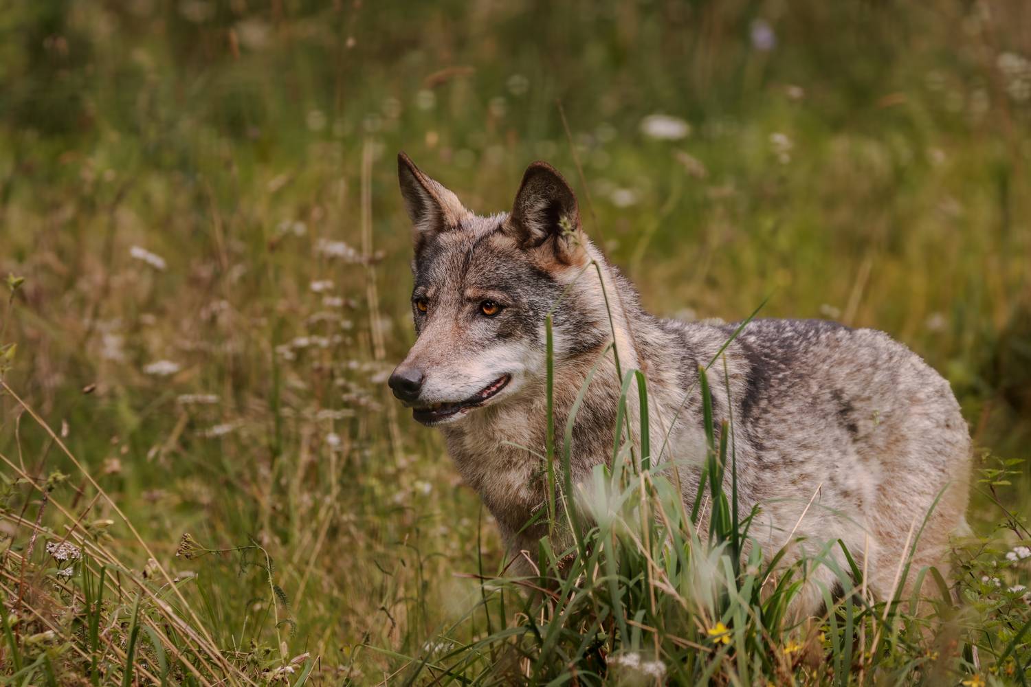 Хозяин леса Хозяин леса