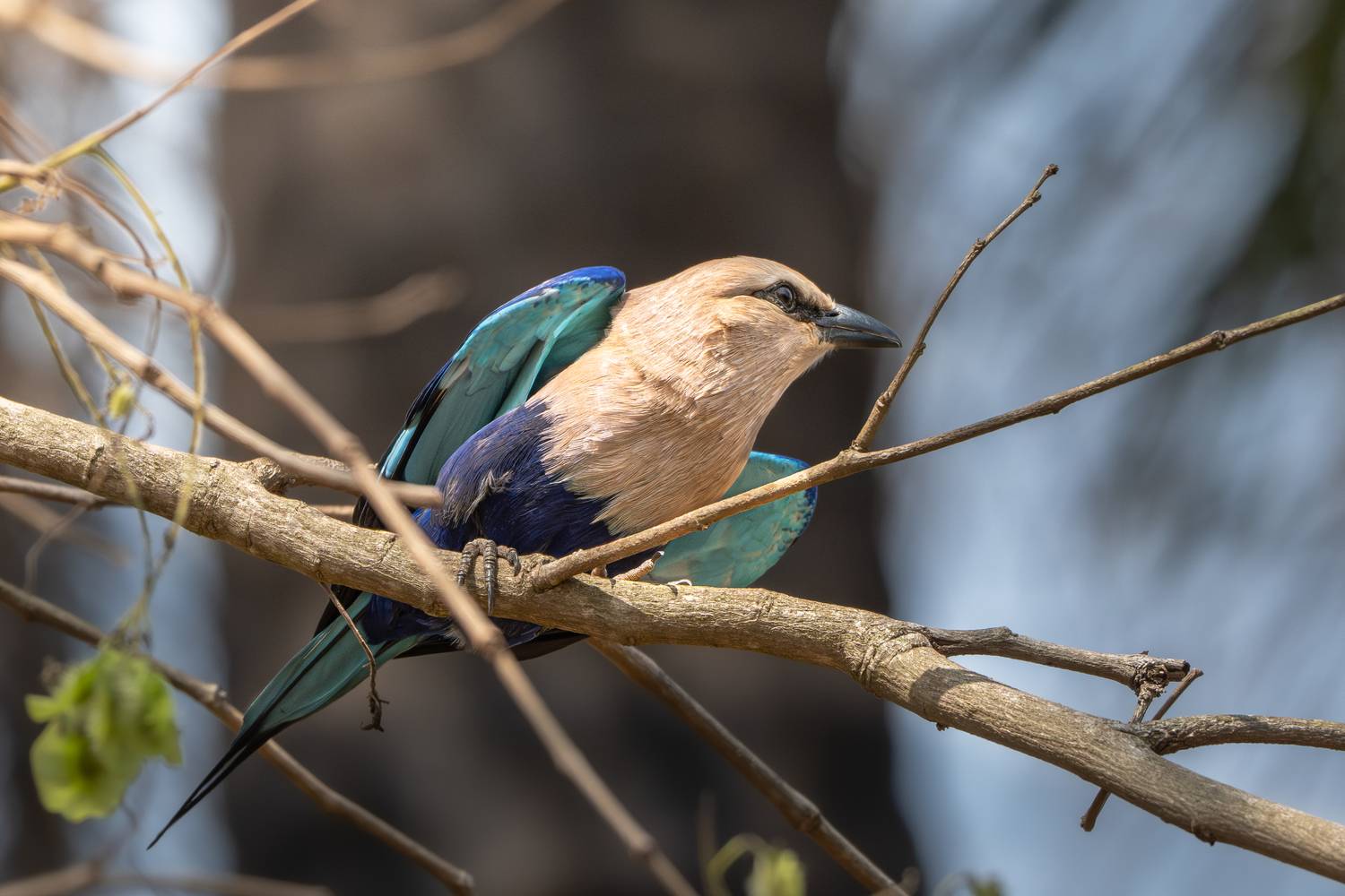 Фотография #13215549