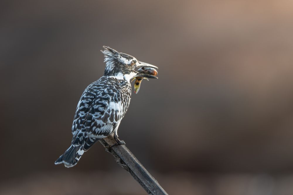 Зимородок пегий