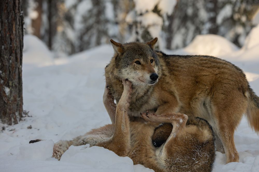 Photograph by Юлия Яковлева