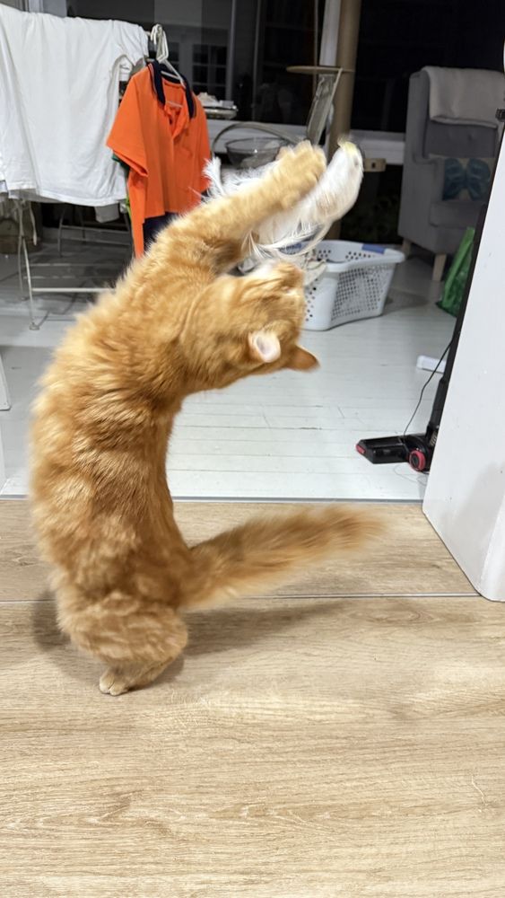 Фотография автора Ben Gorman