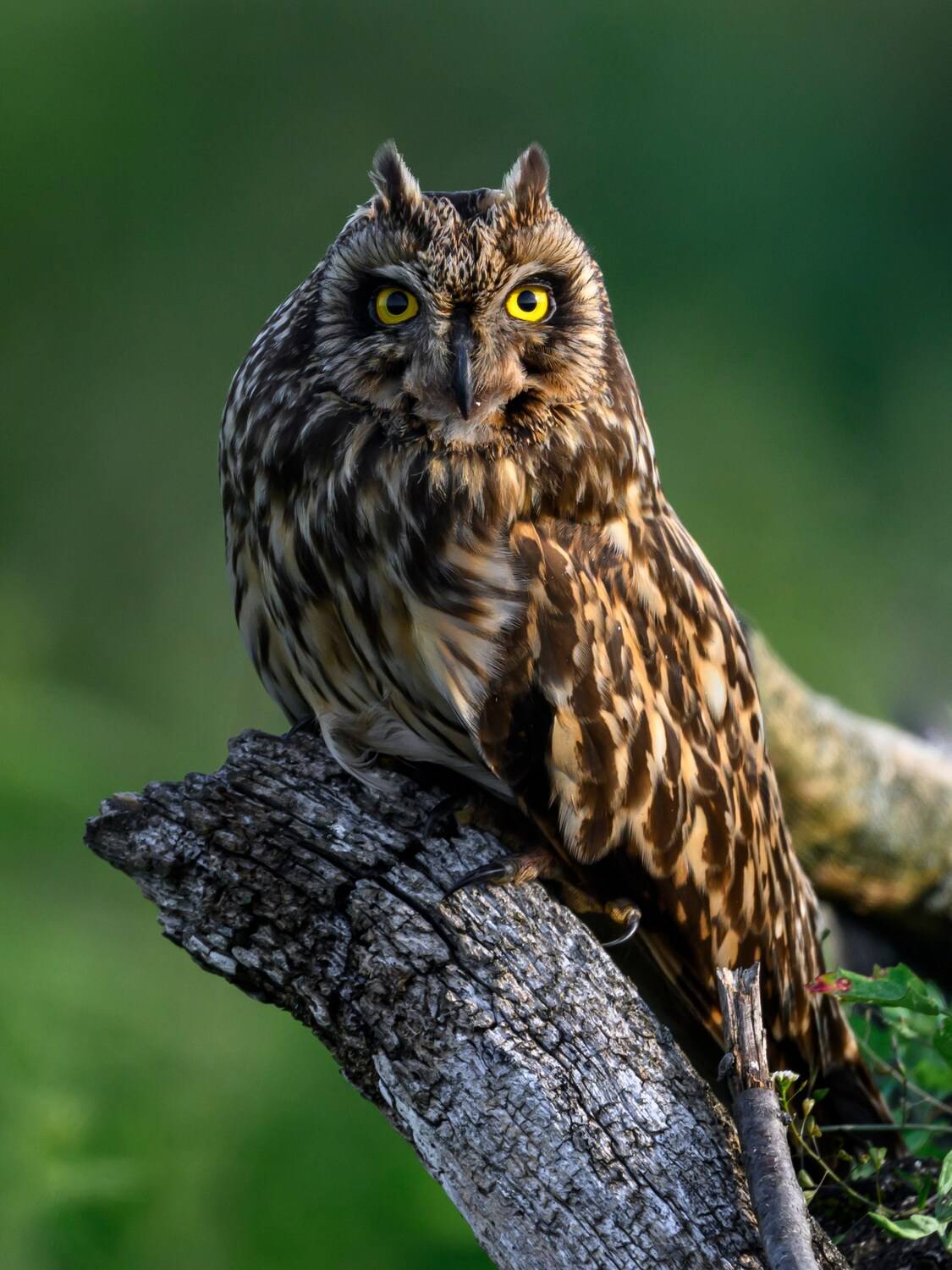 Болотная сова