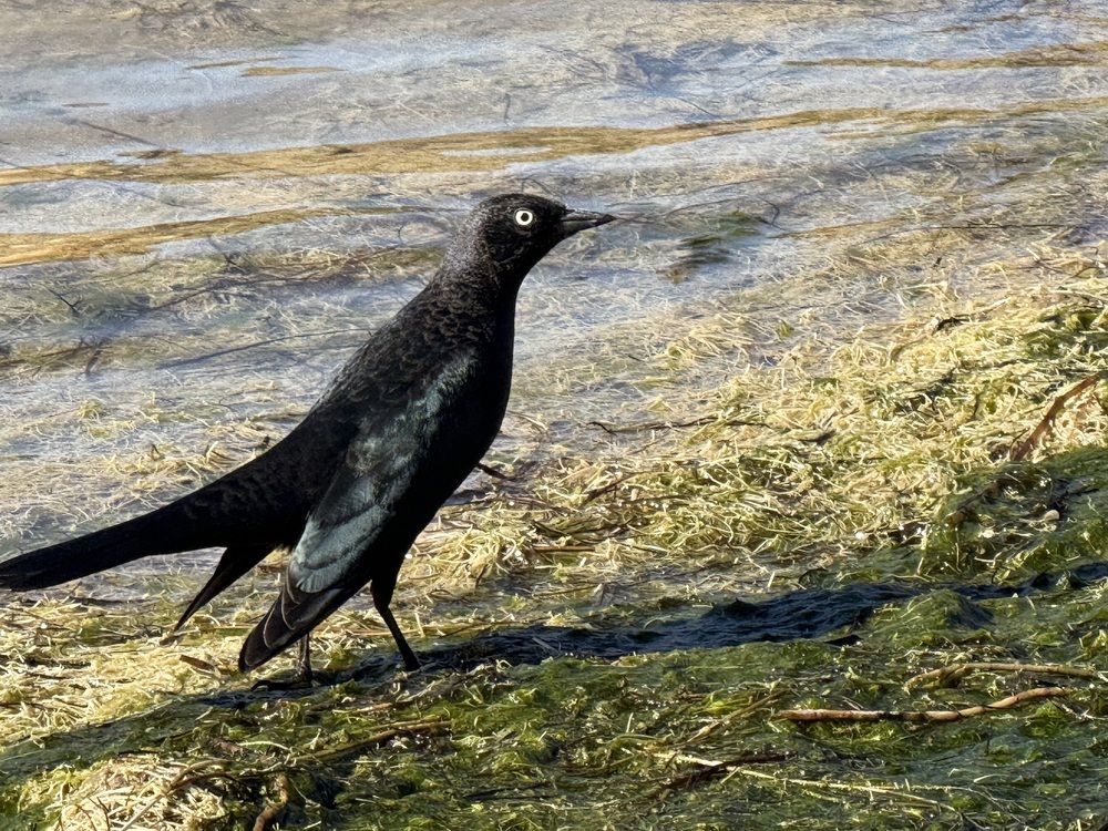 Фотография автора Ben Gorman