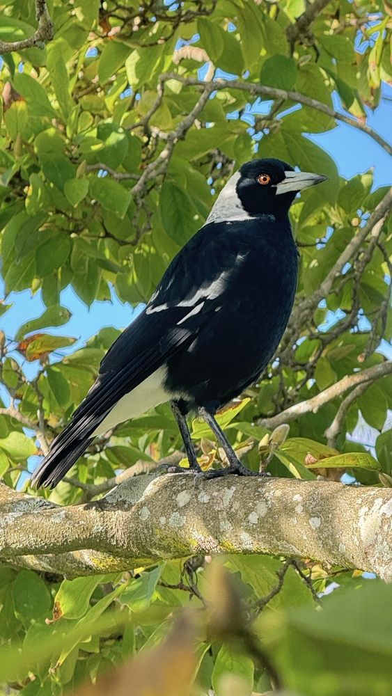 Australian Magpie