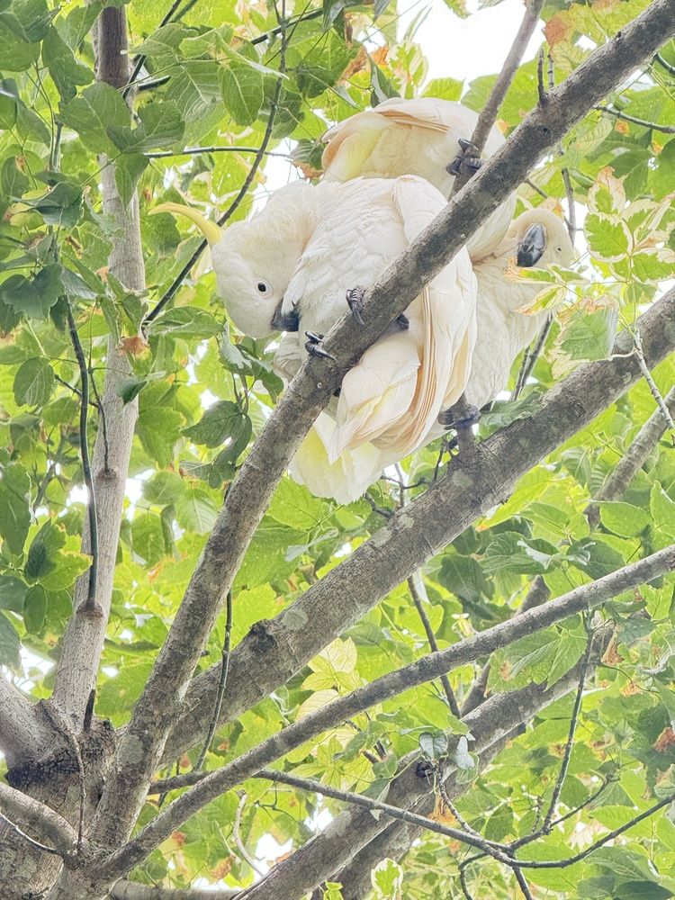 Cockatoo bros