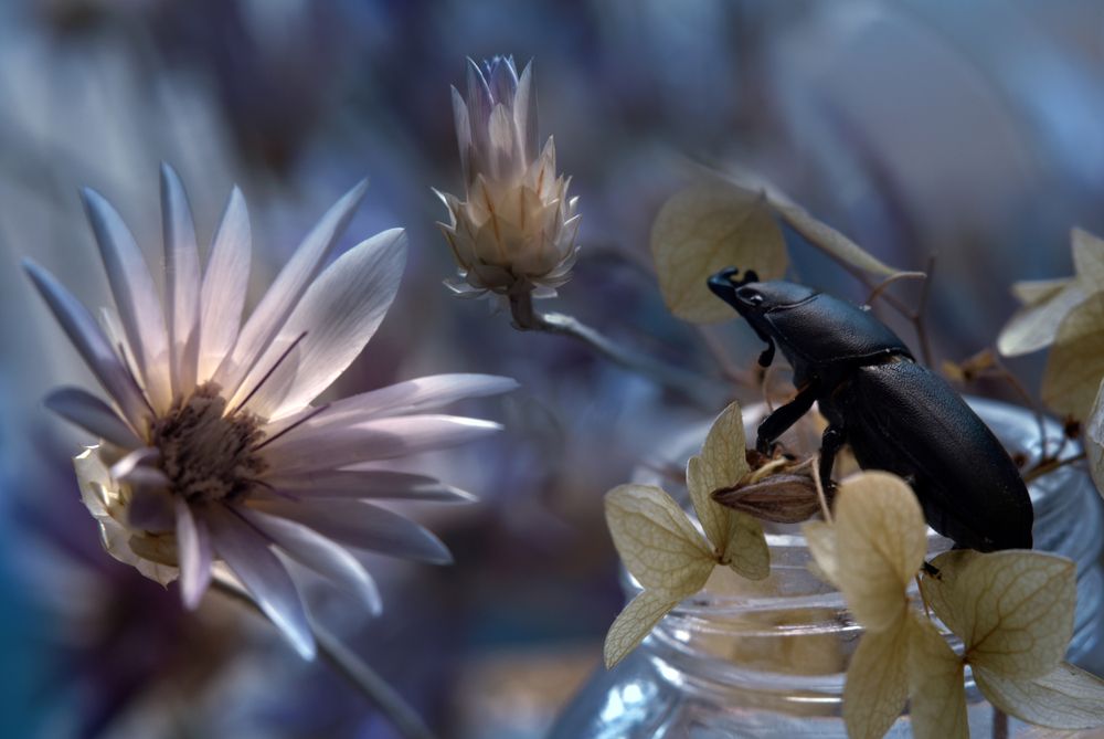 Фотография автора Шипунова Ирина