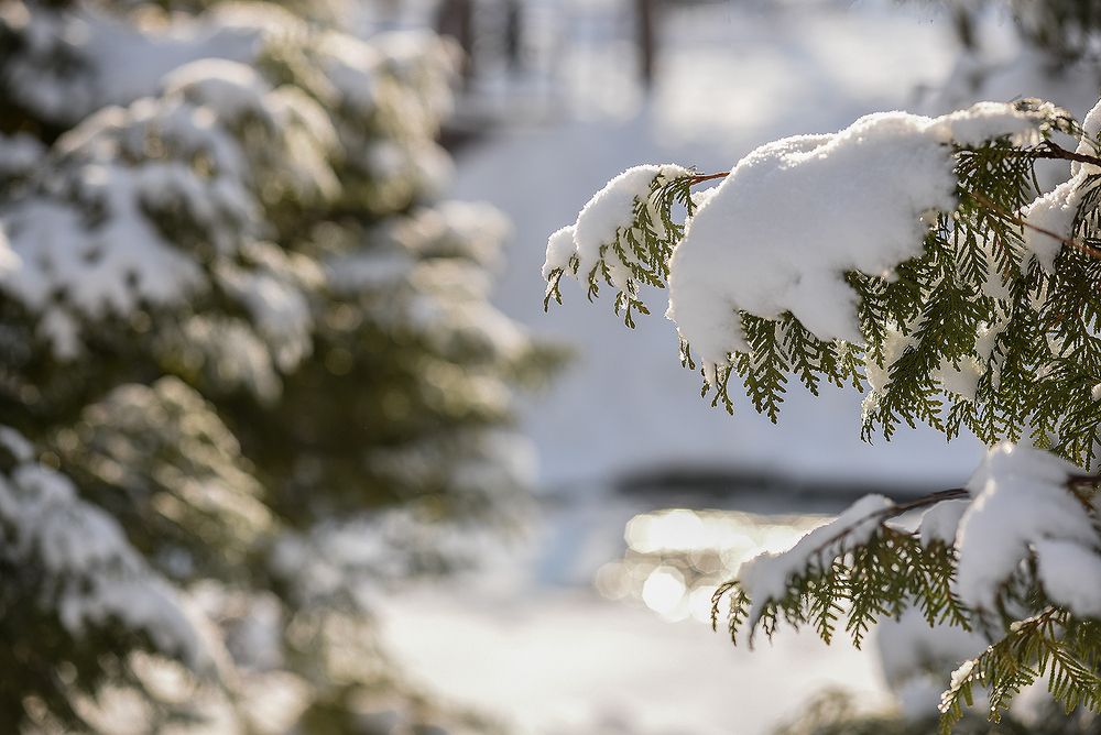 Фотография автора Виктория Сафонова