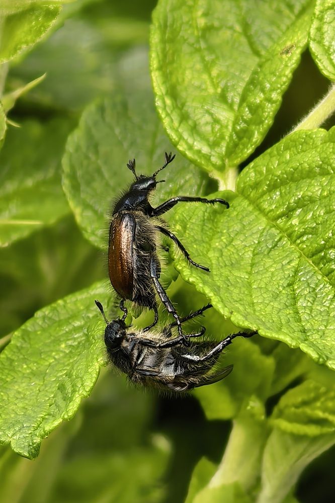Фотография автора Елена Охапкина