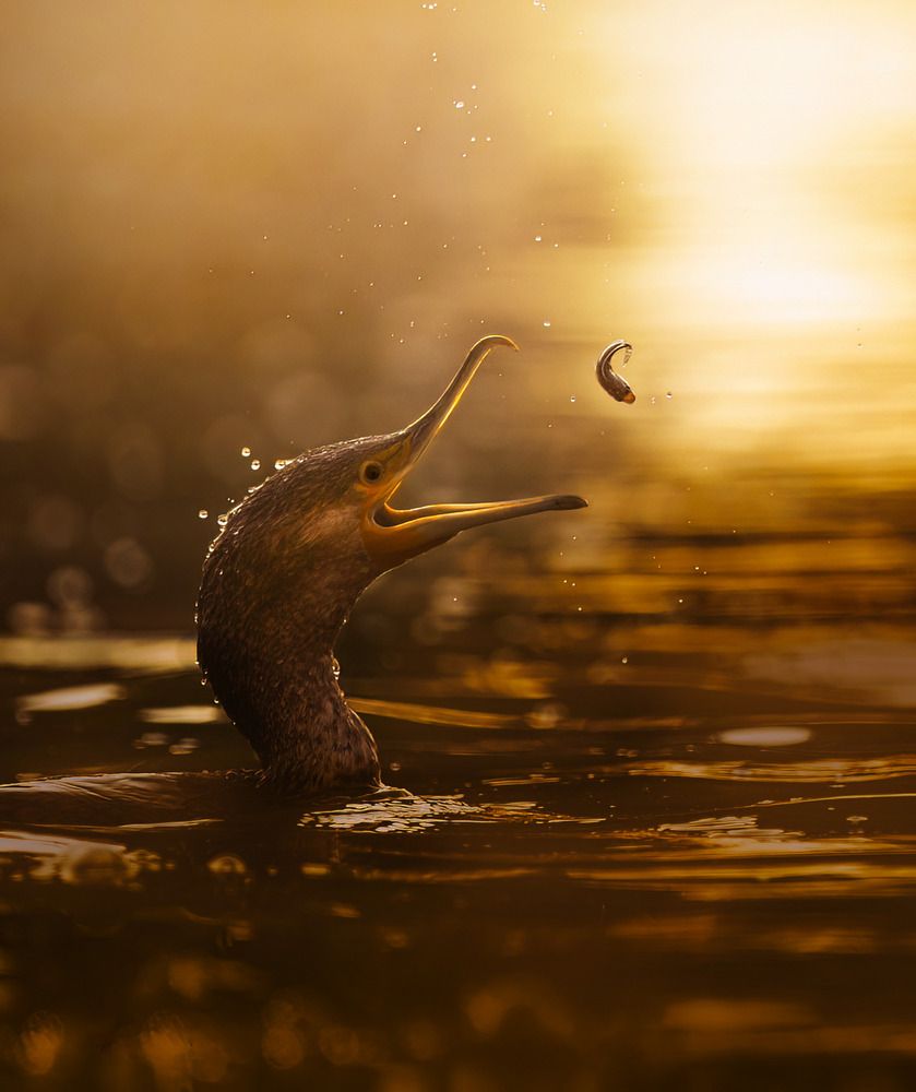 Photograph by Nachuseena