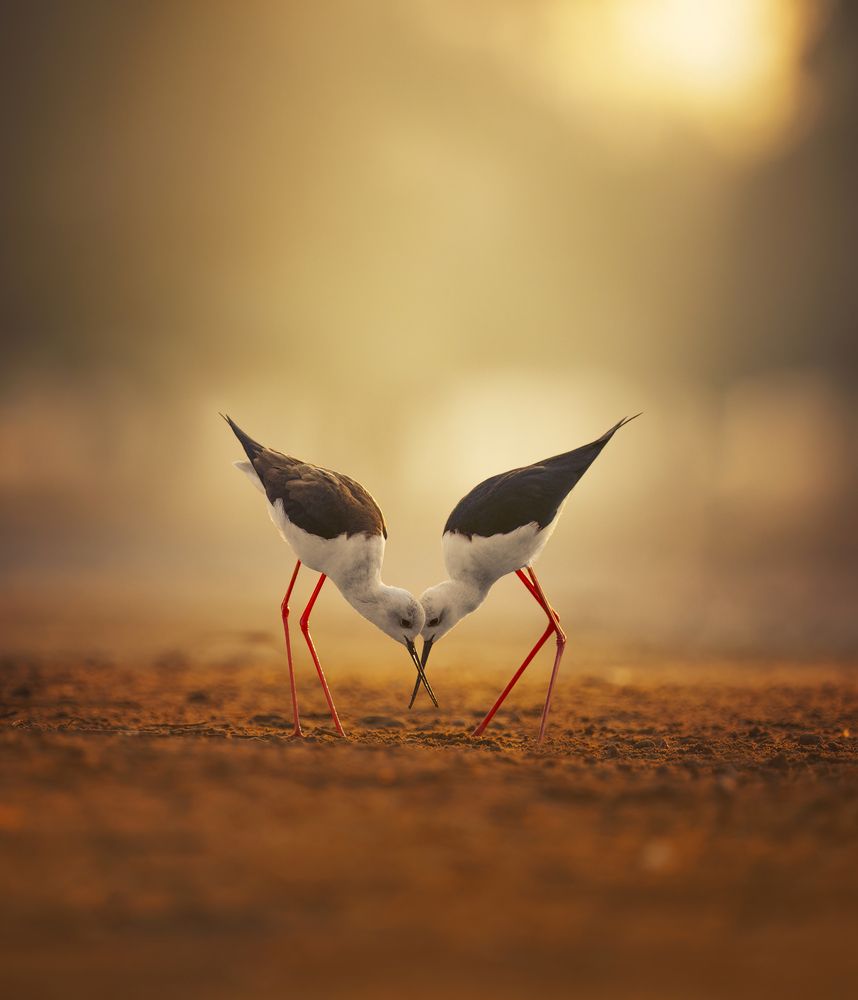 Photograph by Nachuseena