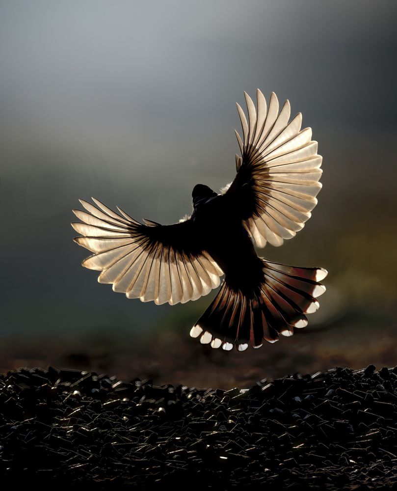 Photograph by Nachuseena