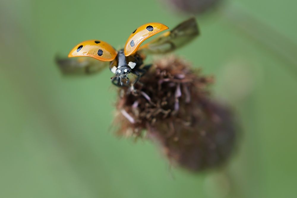 Photograph by Алексей Курносов