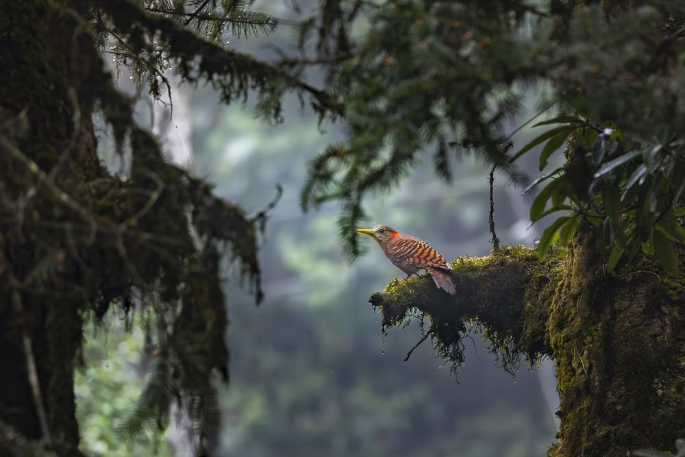 The Flame in a Foliage