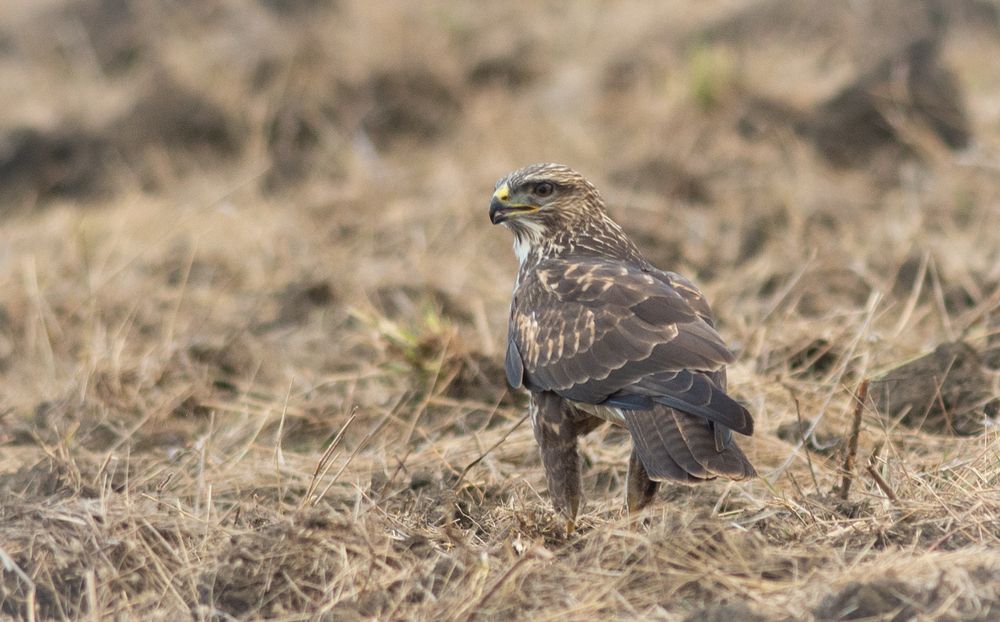 Photograph by Дмитрий Журавлёв