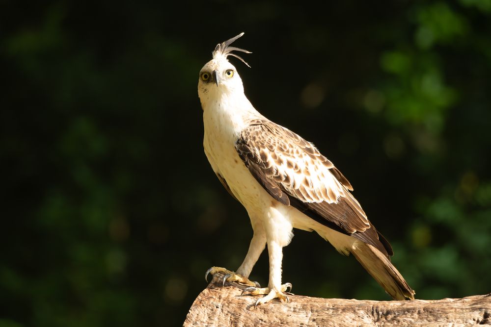 Фотография автора Lasith Fernando