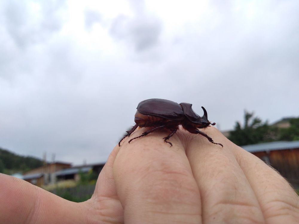 Photograph by СТЕПАН ДЖУЛАКИДЗЕ