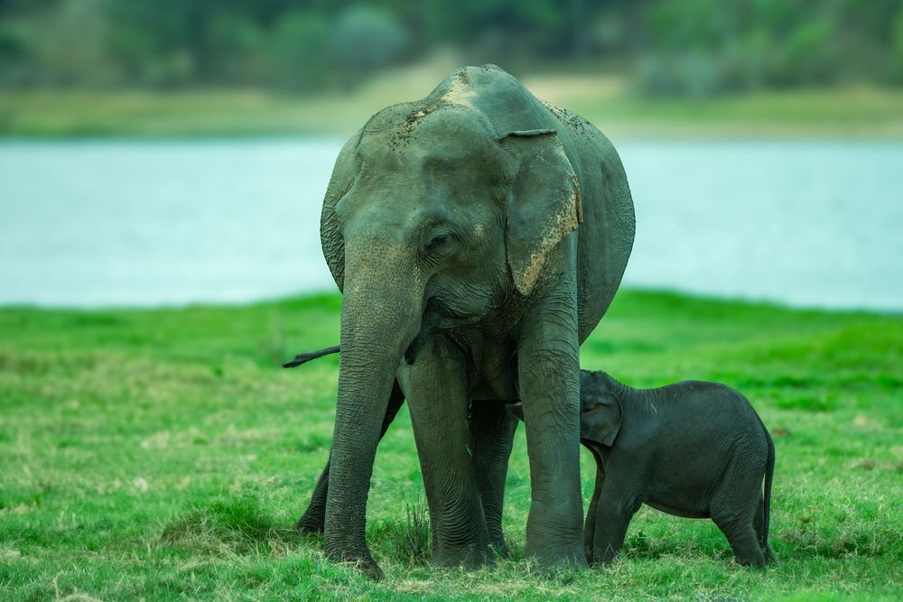 Фотография автора Lasith Fernando
