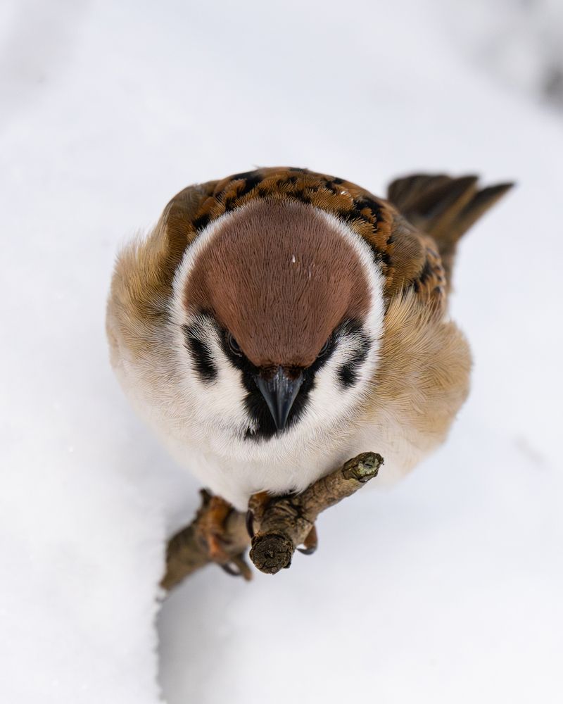Photograph by Сергей Малинкин
