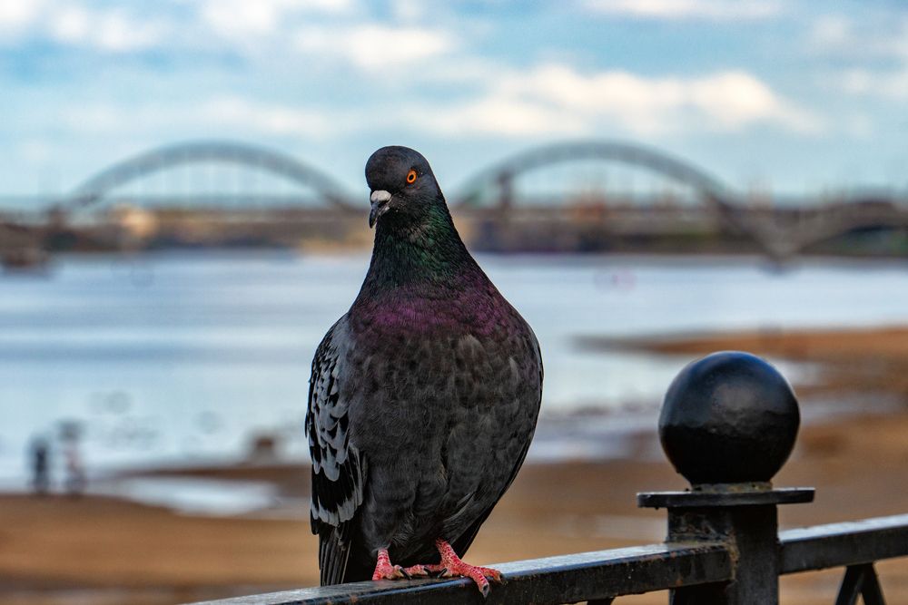 Photograph by Александр Колляков