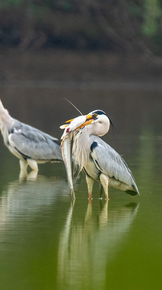 Фотография автора Sriram kumar