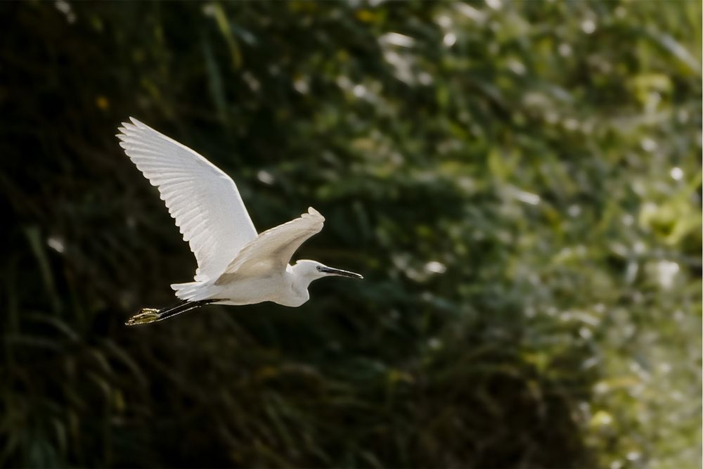 Photograph by Alireza seyd