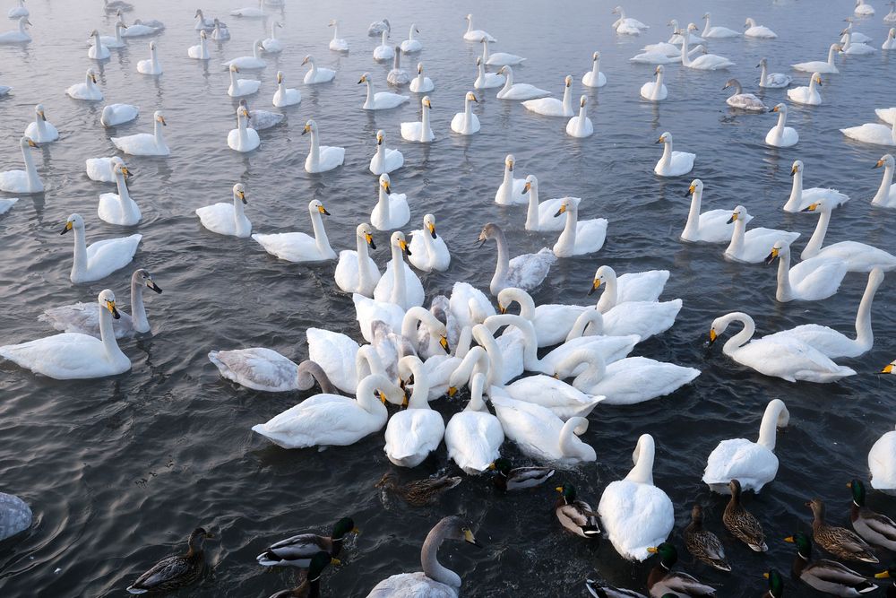 Photograph by Михаил Рогачев