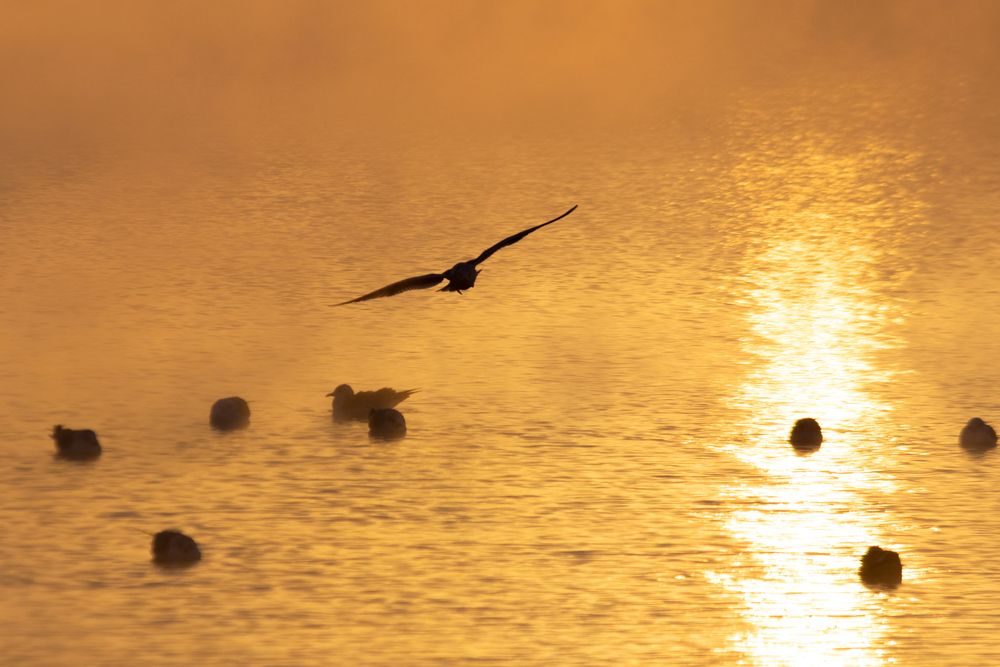 Photograph by Наталья Мершина