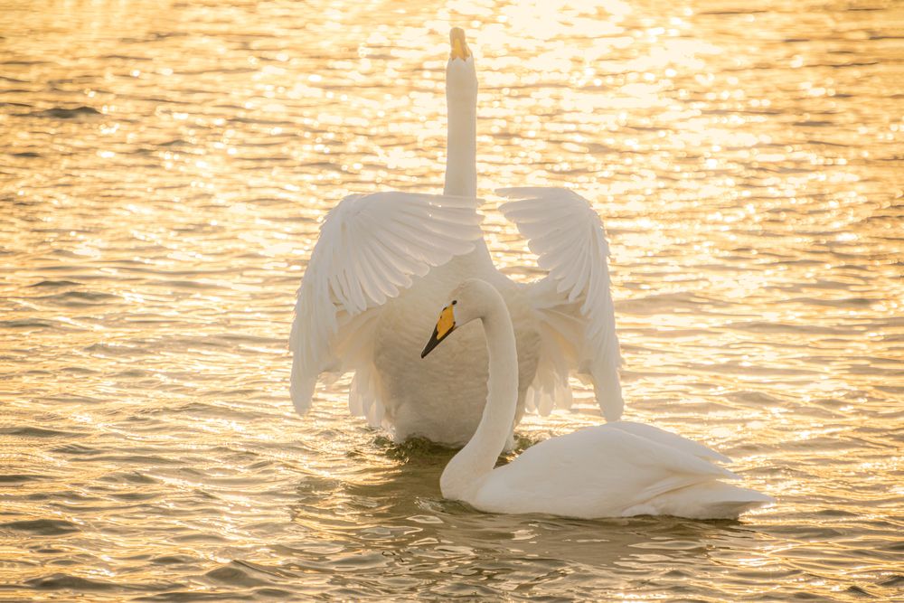 Photograph by Татаркин Вячеслав