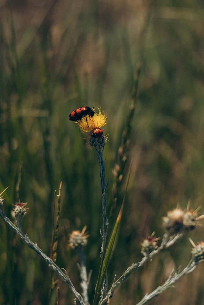 Photograph by Irina Chka