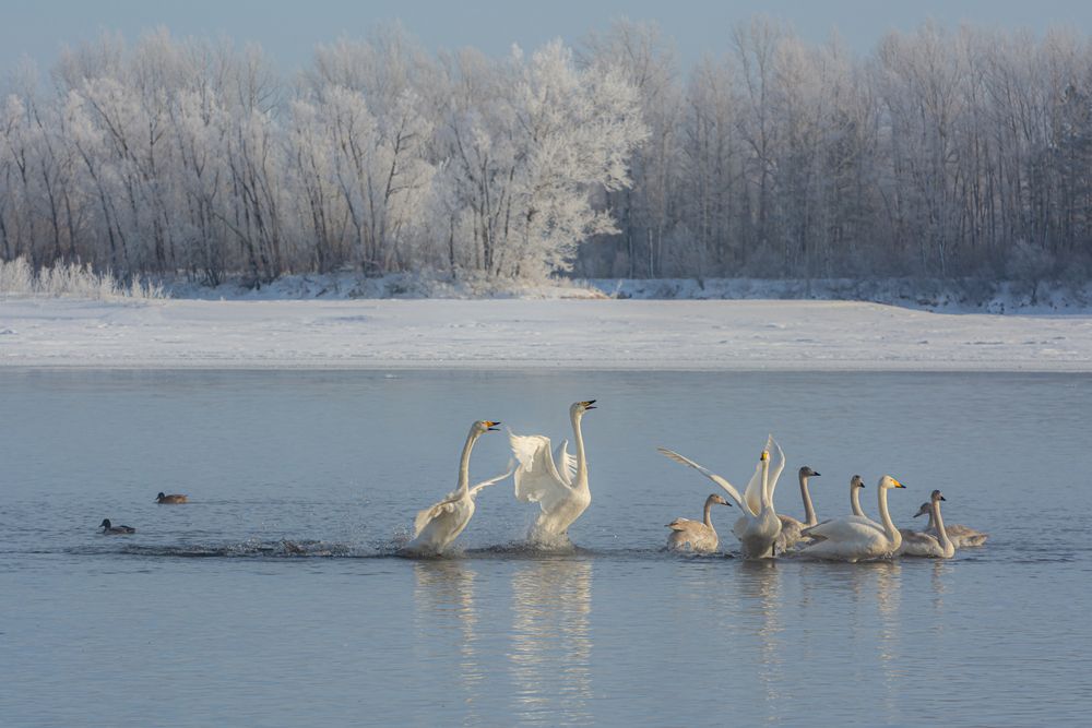 Радость нового дня