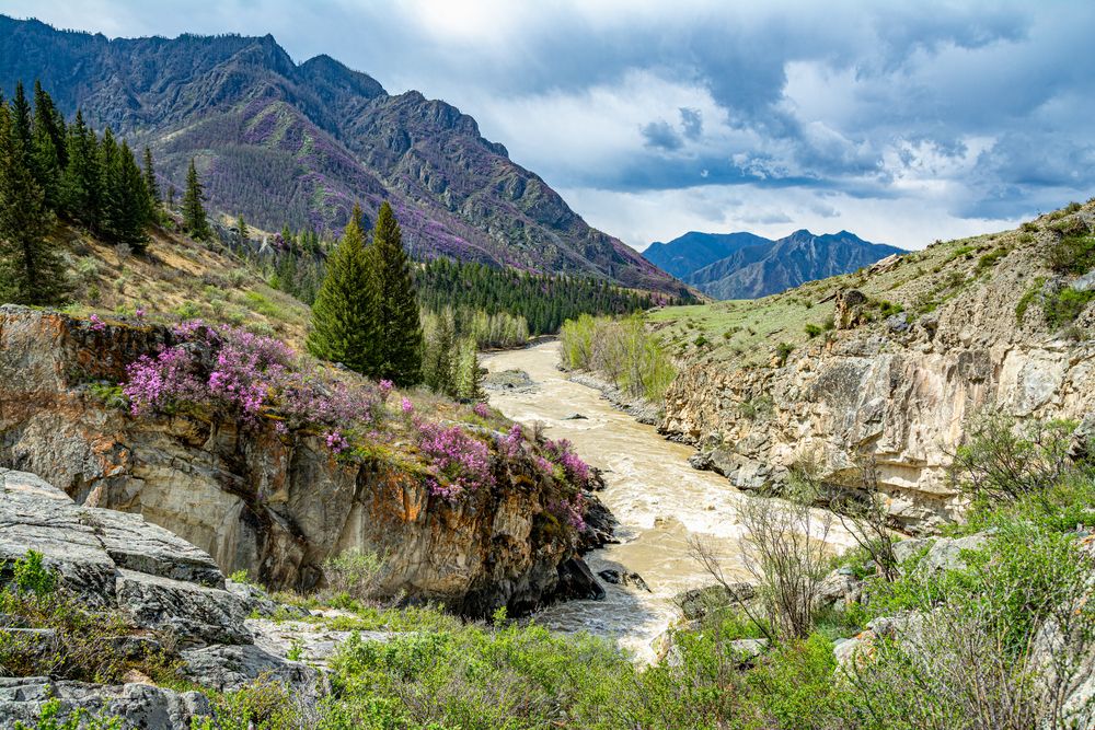 Весенняя Чуя и цветущие горы Алтая