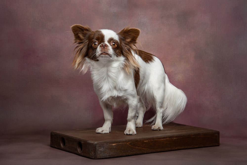 Малютка Лу Лу.