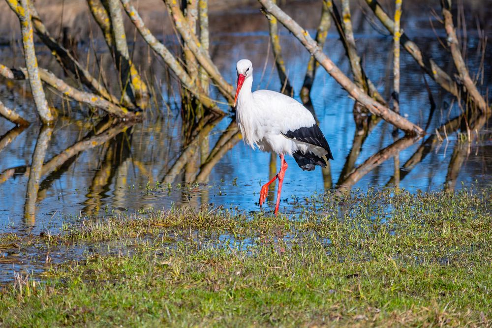 Photograph by Елена Емельянова