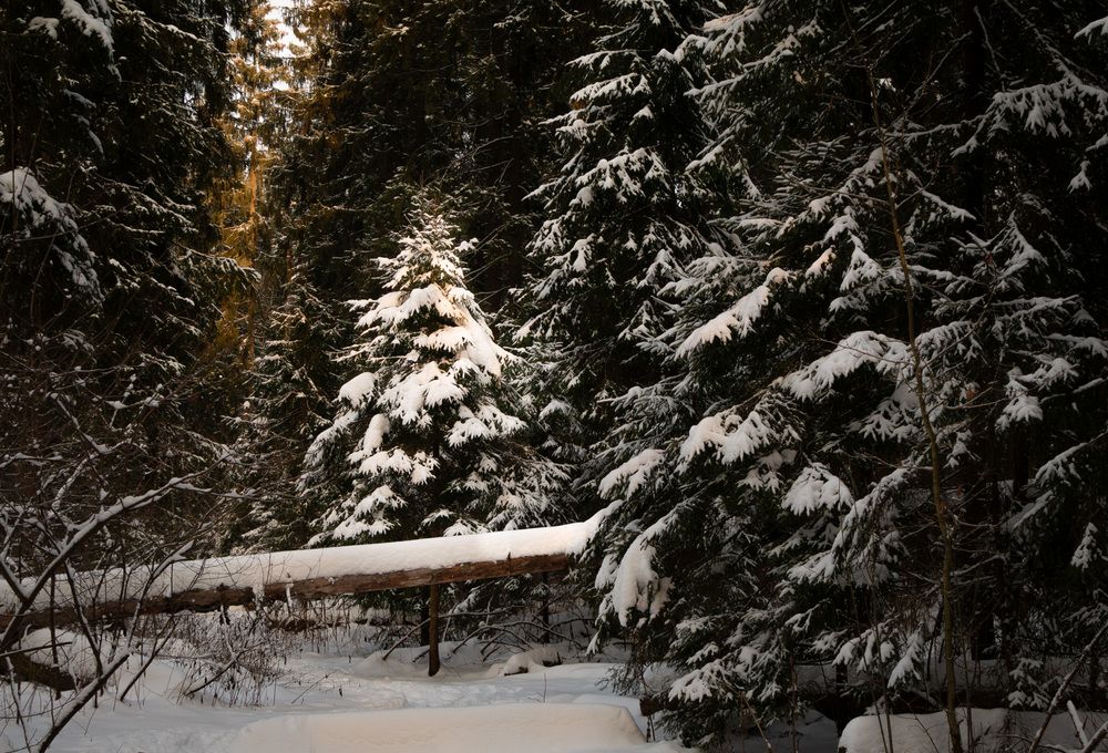 Фотография автора Светлана Верзилина