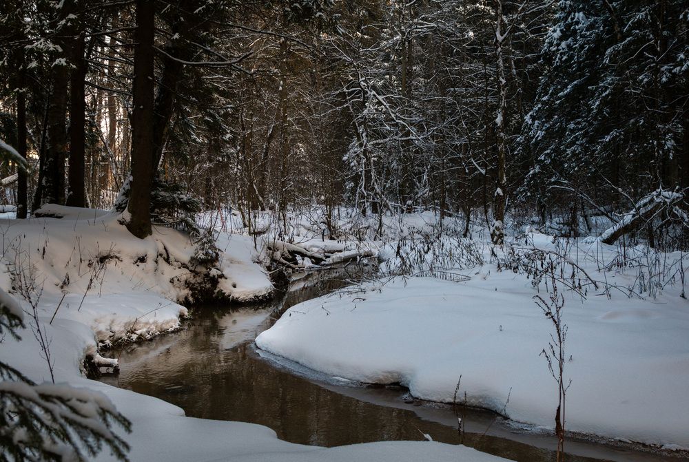 Фотография автора Светлана Верзилина